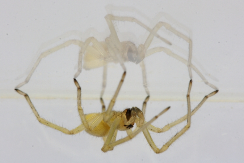 Cheiracanthium sp.