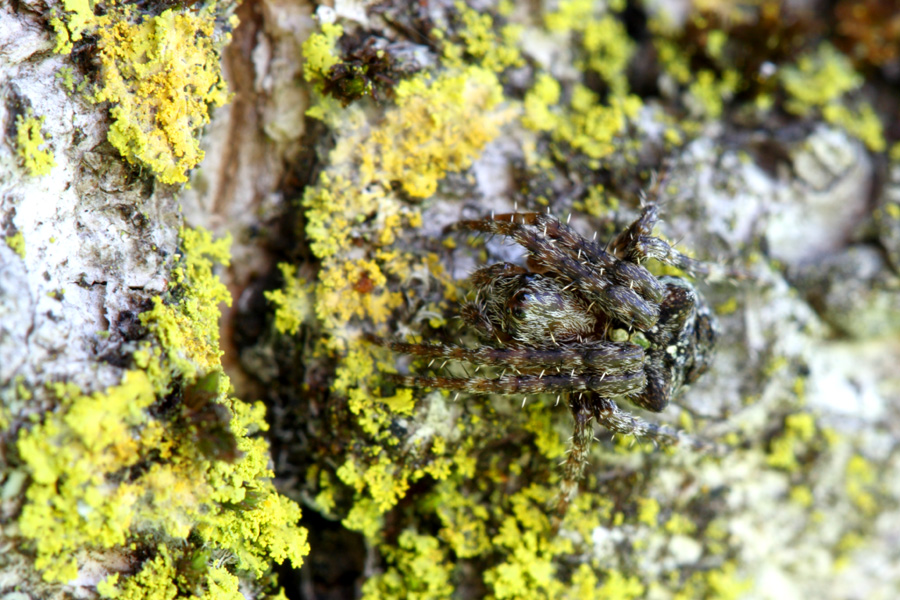 Gibbaranea sp.