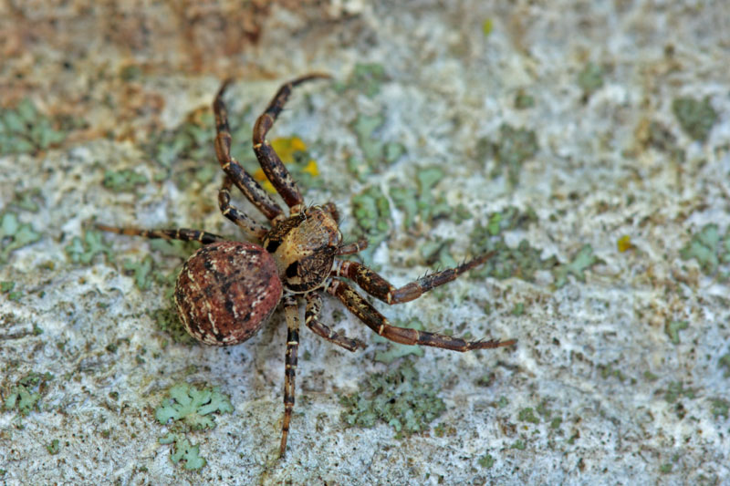Xysticus