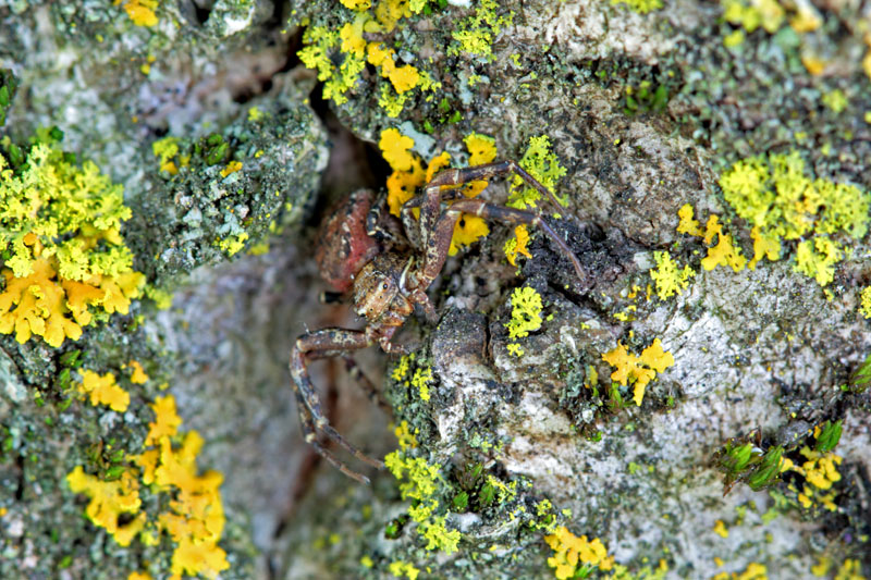 Xysticus