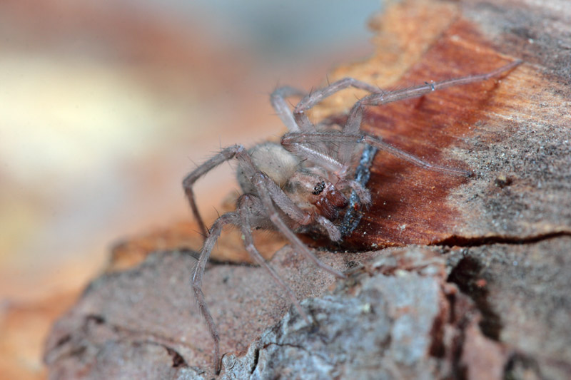 Tegenaria o Malthonica sp.