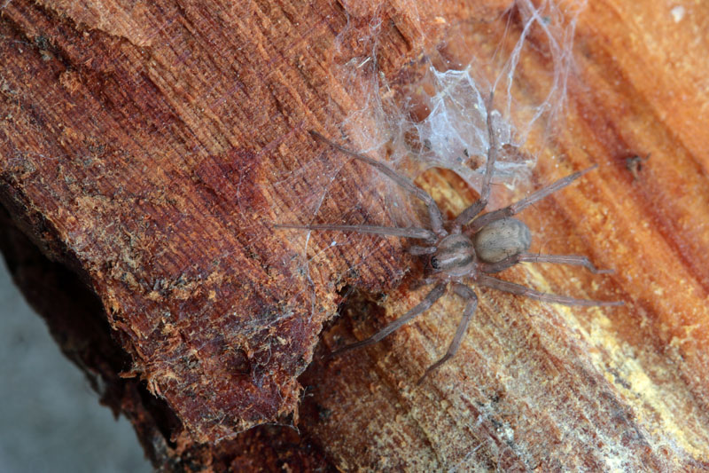 Tegenaria o Malthonica sp.