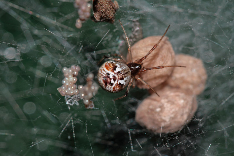 parasteatoda lunata?
