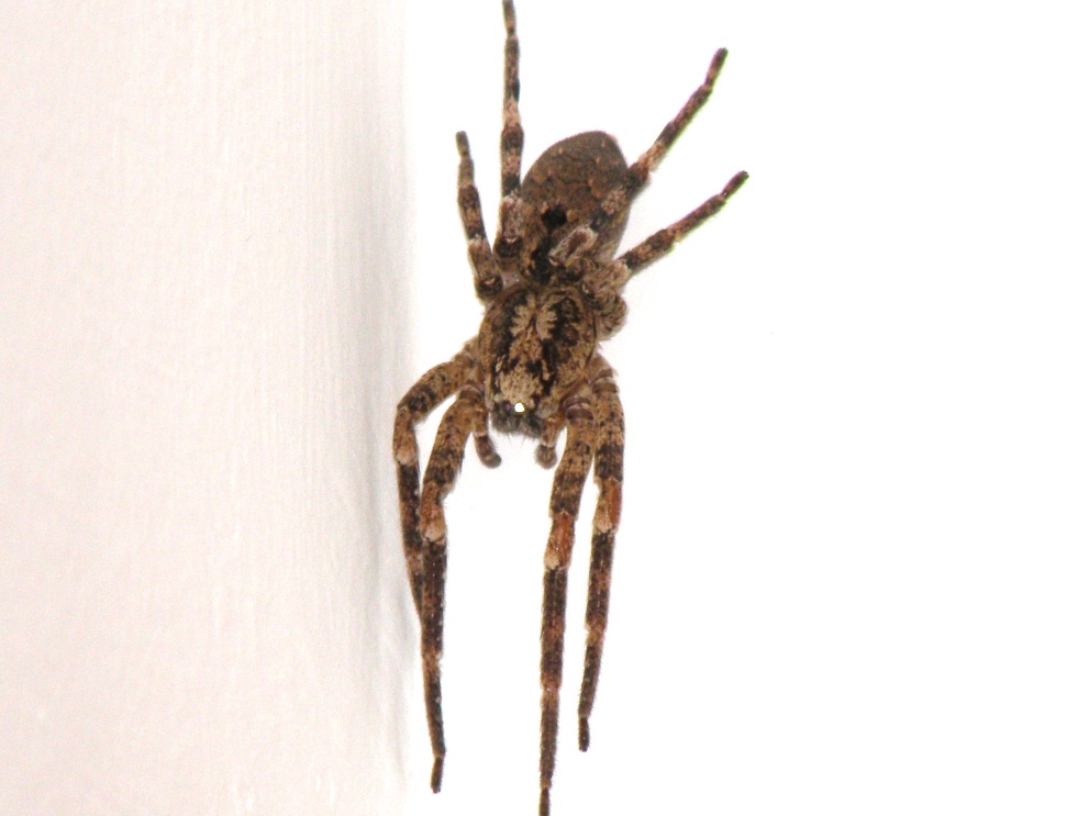 Zoropsis sp.