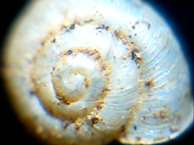 Vallonia pulchella