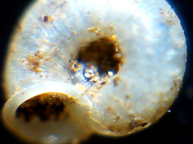 Vallonia pulchella