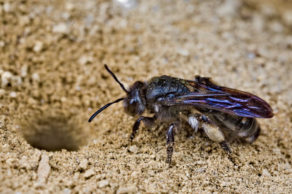 Andrena agilissima sulla tana