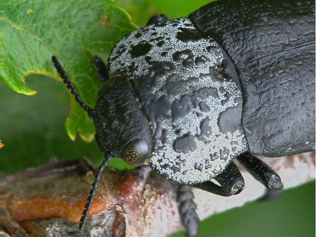 Capnodis tenebrionis