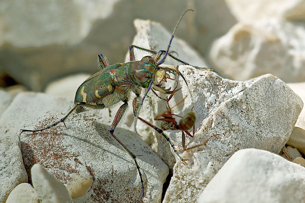 Cicindela hybrida in azione