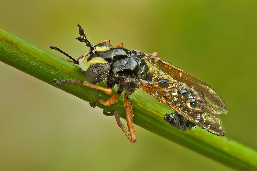 Physocephala rufipes ♀ (Conopidae)