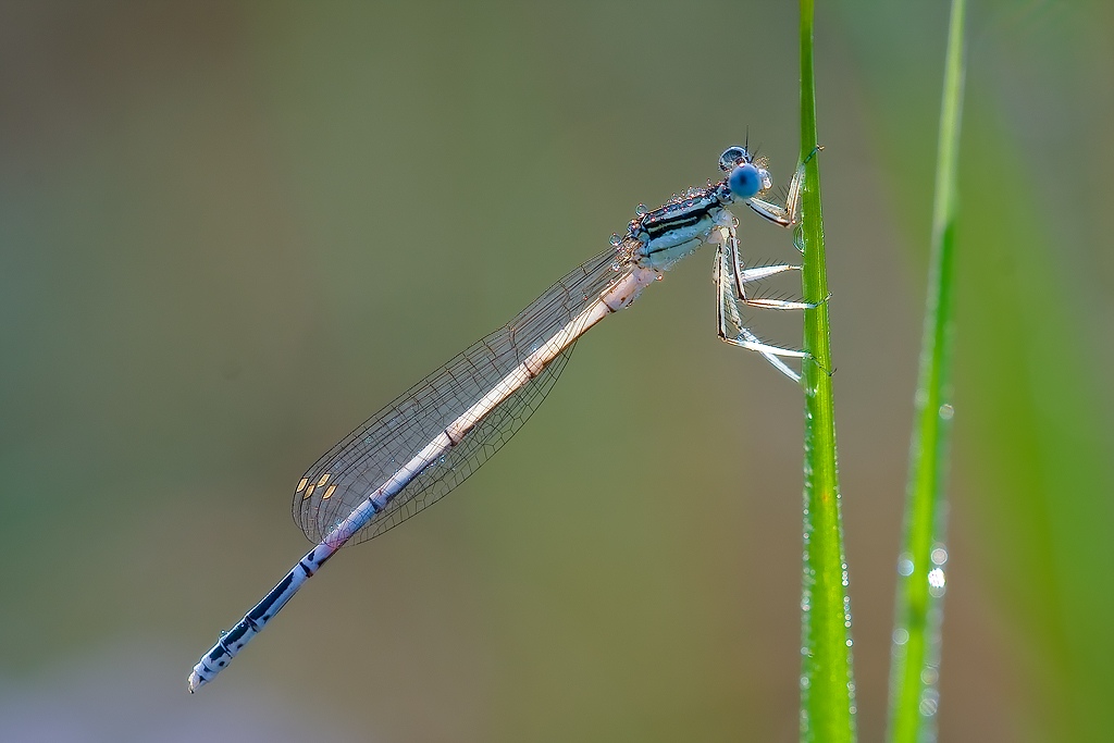 conferma per Platycnemis pennipes