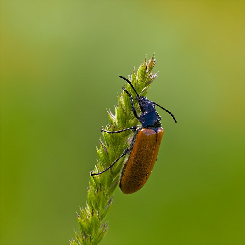 Omophlus cfr lepturoides
