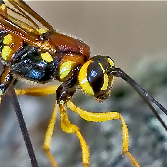 Megarhyssa cf.vagatoria in atto di perforazione