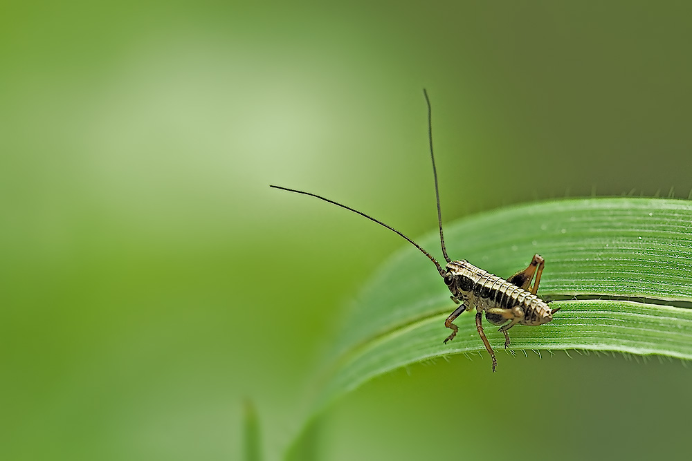 Sconosciuti ortotterini:Tettigonide