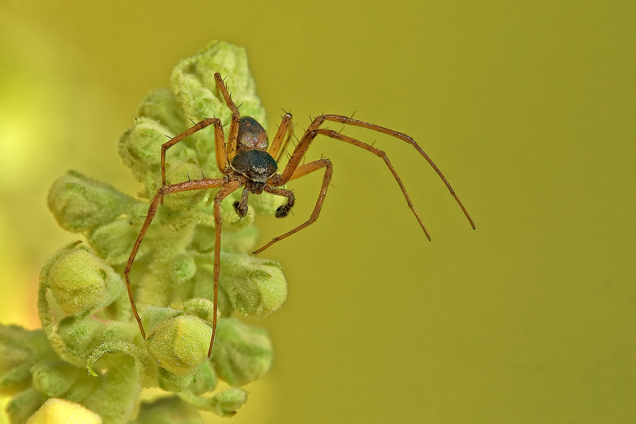 Philodromus sp.