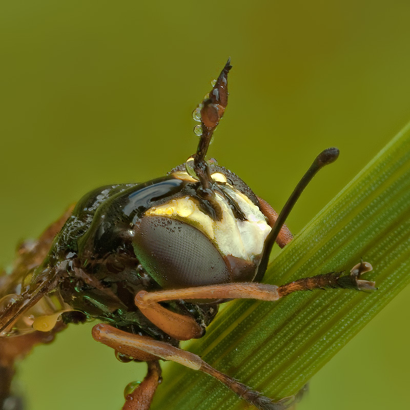 Physocephala rufipes ♀ (Conopidae)