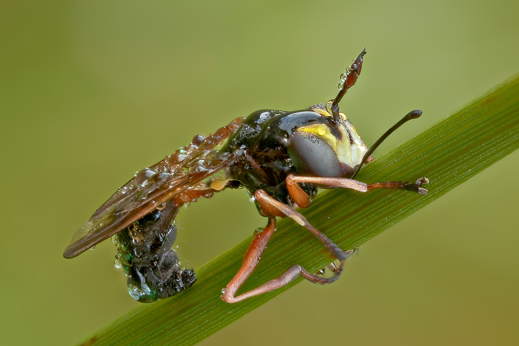 Physocephala rufipes ♀ (Conopidae)
