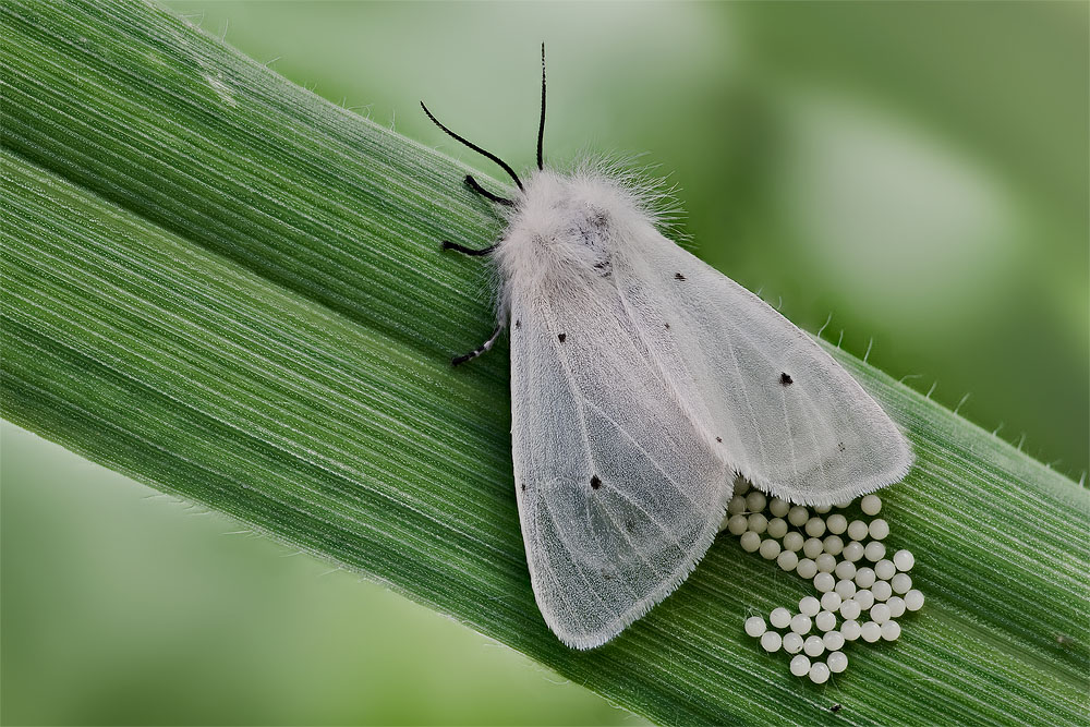 Aiuto per ID : Diaphora mendica ♀ + uova
