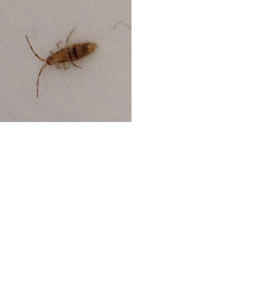 Insetto che esce dal lavandino saltellando:Entomobrya sp.
