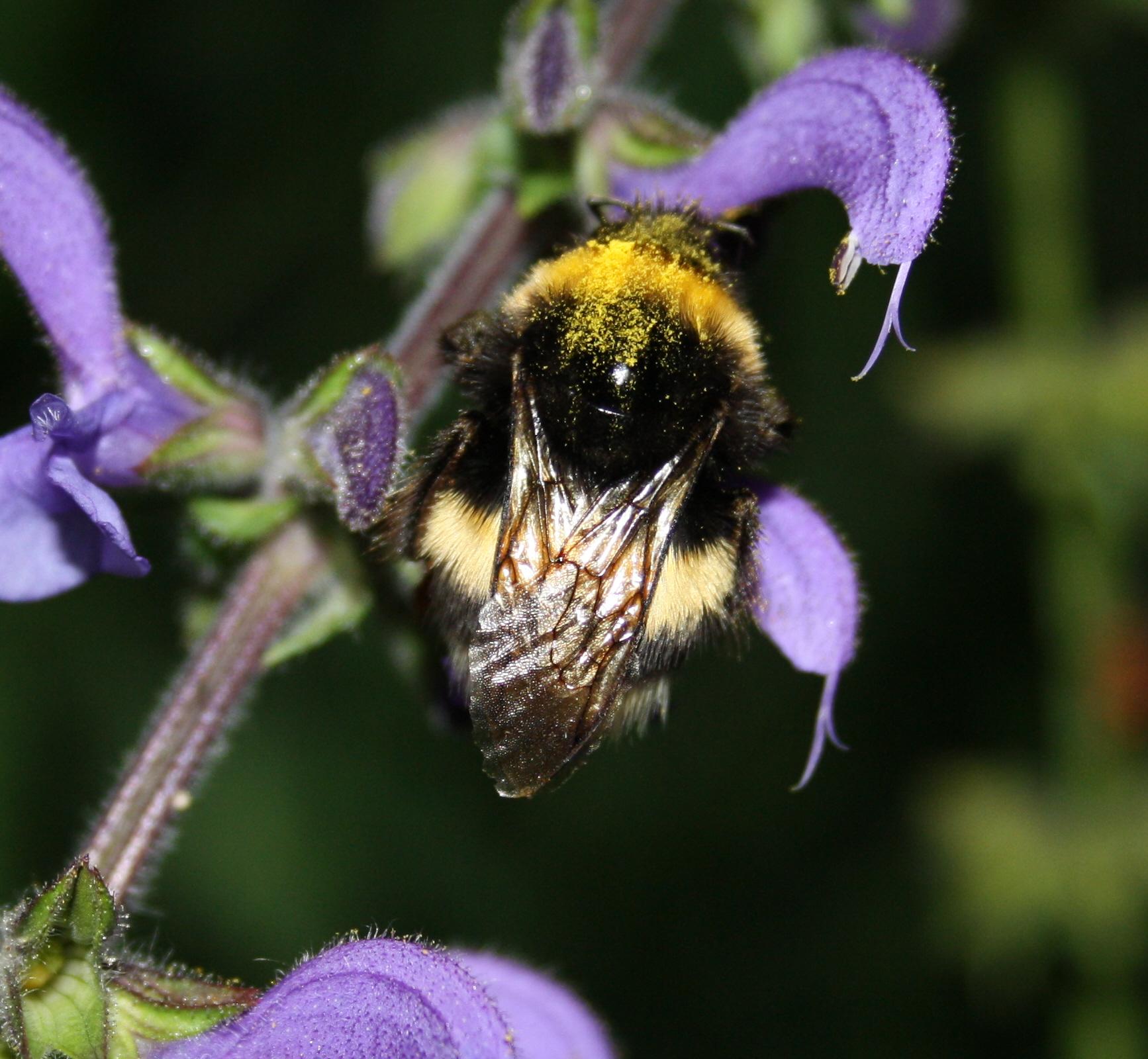 apotta cicciotta Bombus sp. - gruppo terrestris