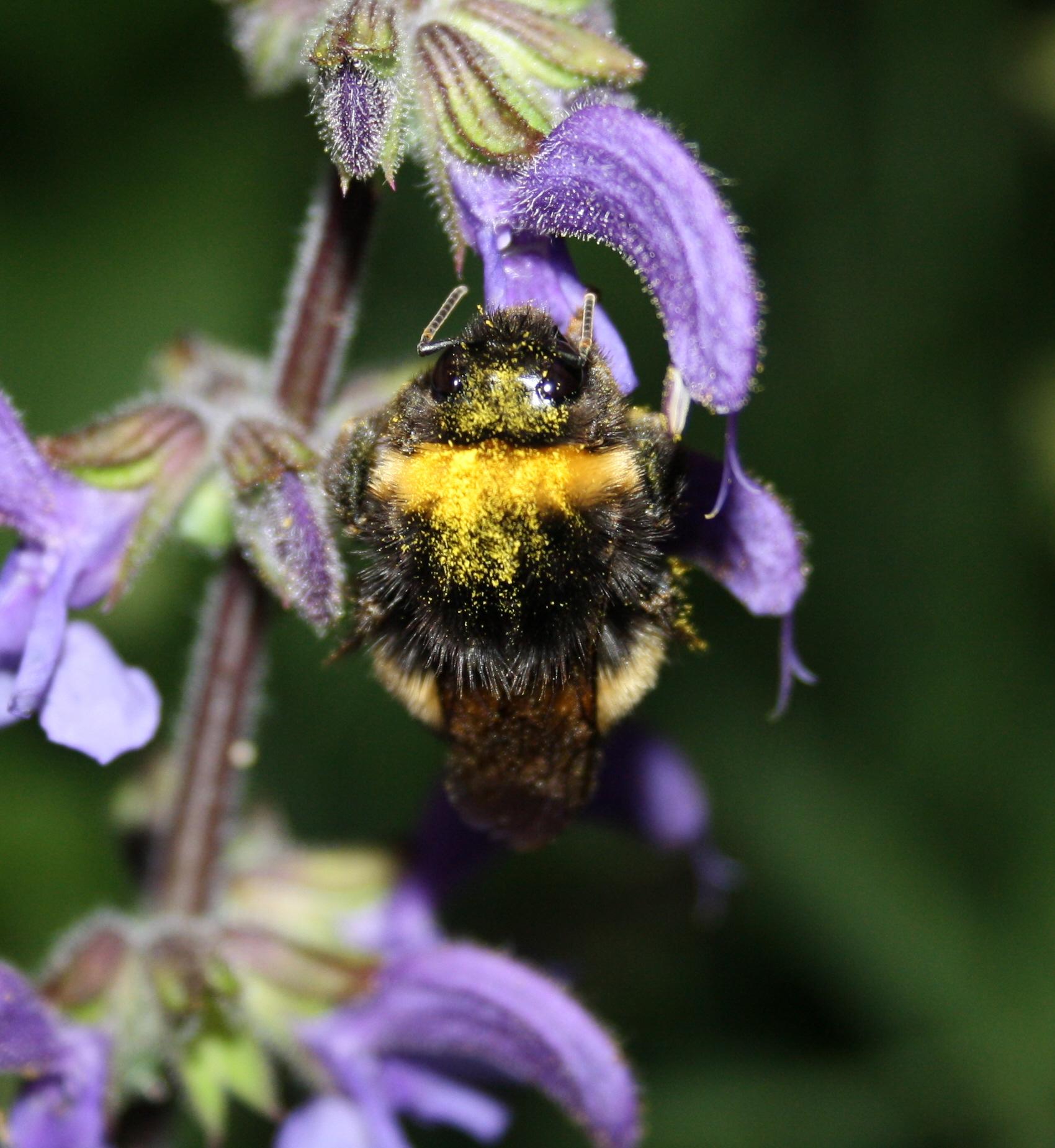 apotta cicciotta Bombus sp. - gruppo terrestris