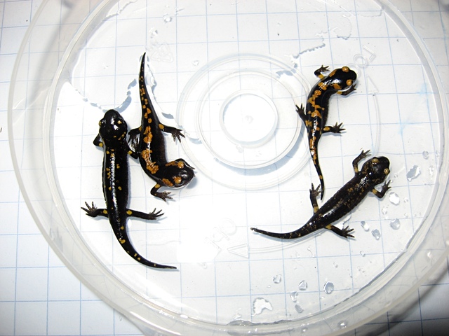 Salamandra pezzata