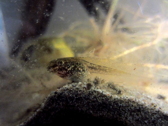girini di raganella o... ? - Pelophylax sp.
