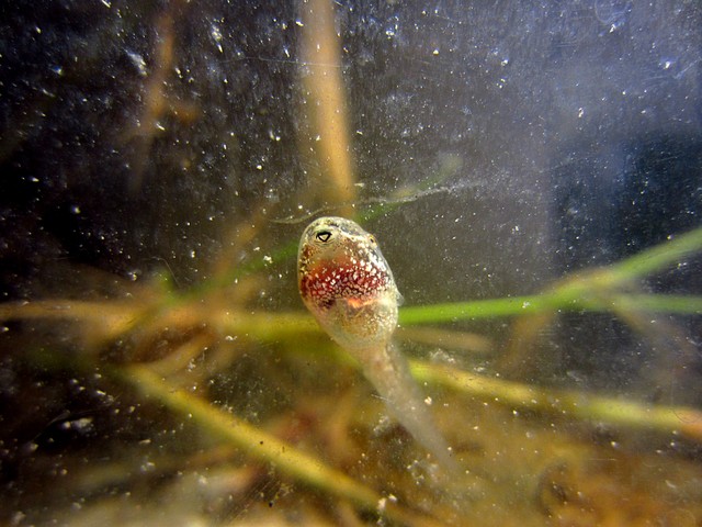 girini di raganella o... ? - Pelophylax sp.