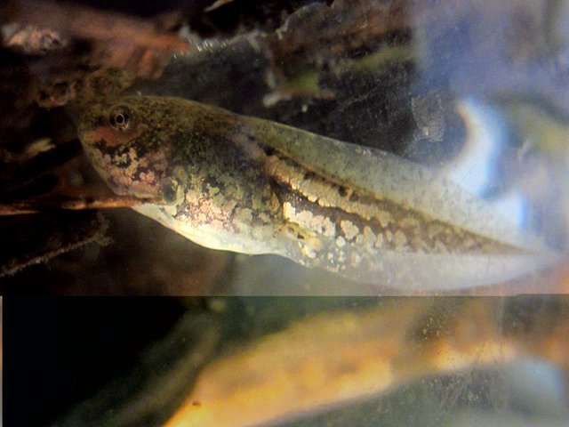 girini di raganella o... ? - Pelophylax sp.