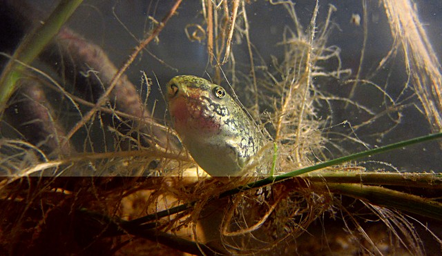 girini di raganella o... ? - Pelophylax sp.