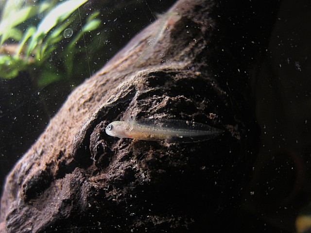 Siamo arrivati (larve molto giovani di tritone alpestre)