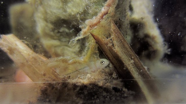 Siamo arrivati (larve molto giovani di tritone alpestre)