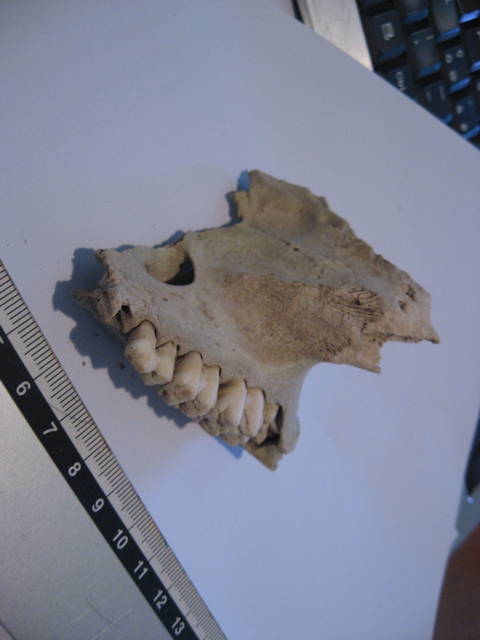 parte di cranio da identificare