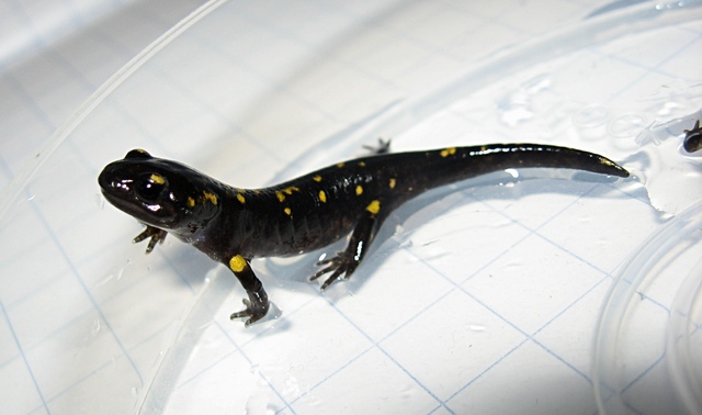 Salamandra pezzata