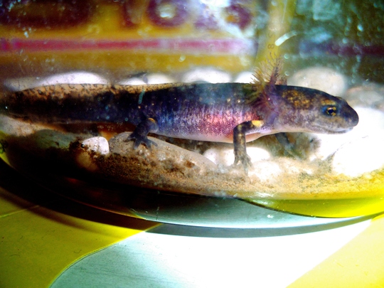 gigantismo larvale nelle salamandre
