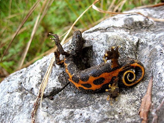 Triturus carnifex in unkenreflex