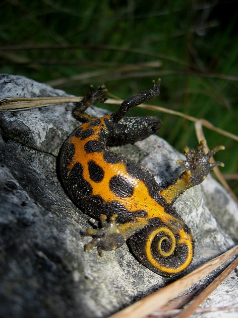 Triturus carnifex in unkenreflex