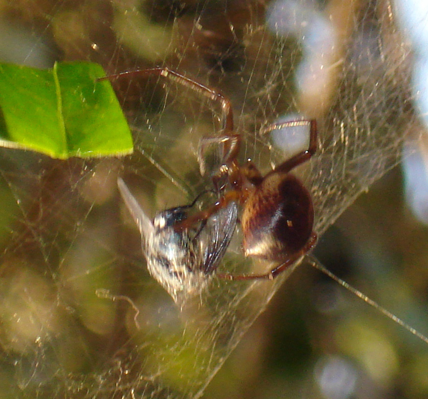 Steatoda nobilis