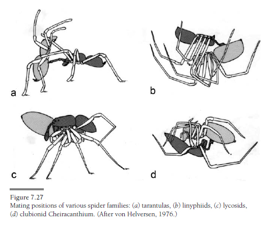 Accoppiamento Pardosa sp.