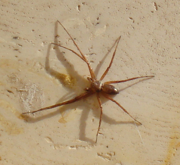 Philodromus sp.
