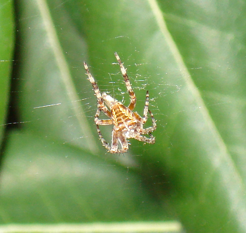 Araneus diadematus