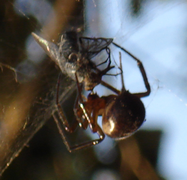 Steatoda nobilis