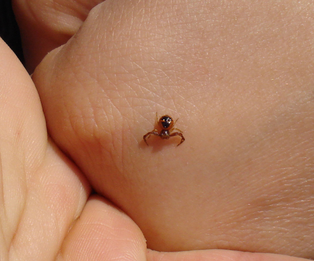 Synaema globosum