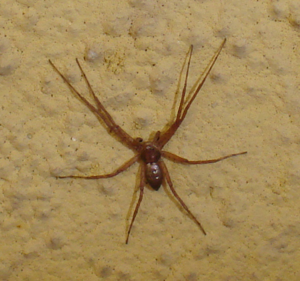 Philodromus sp.