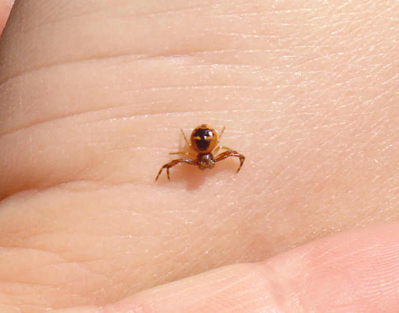 Synaema globosum