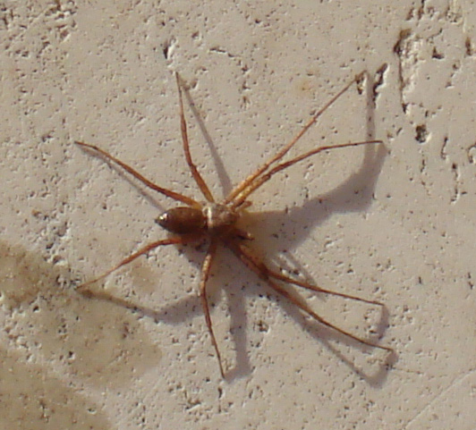 Philodromus sp.
