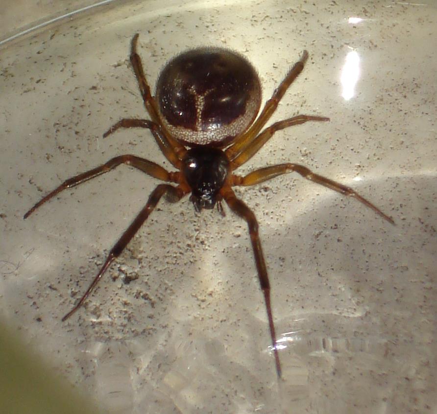 Steatoda nobilis