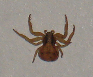 Ozyptila sp.