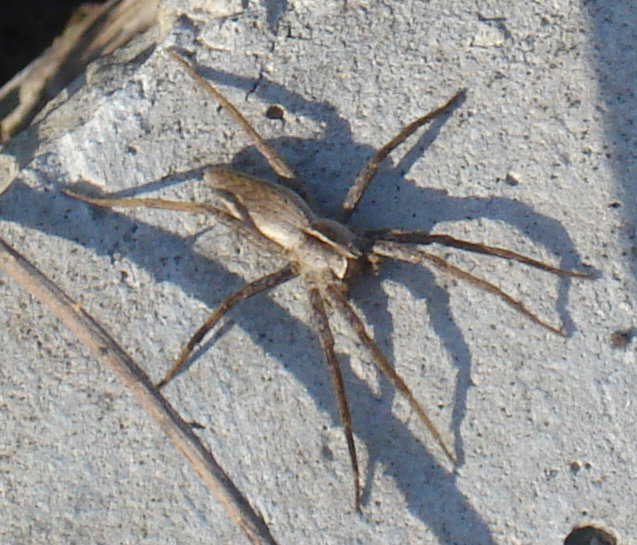 Pisaura sp.