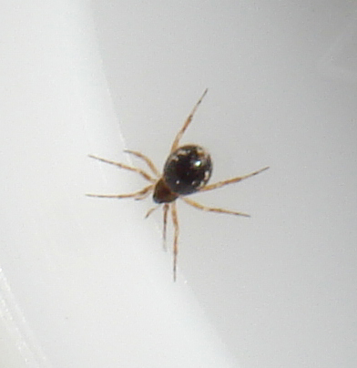 Sardinidion blackwalli